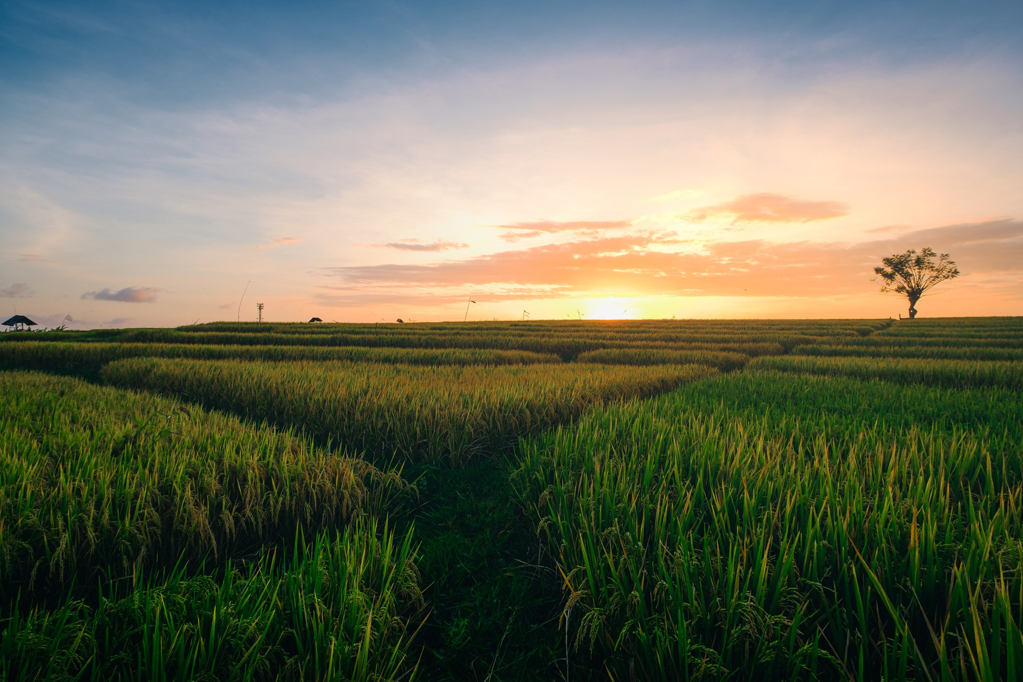 Green Field
