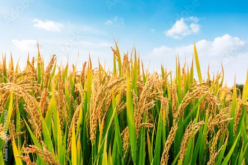 Rice Field